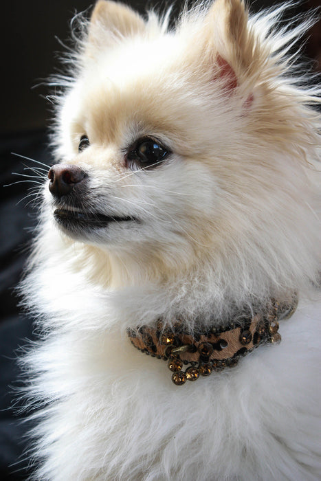 Brown Animal Print Rhinestone Dog Collar