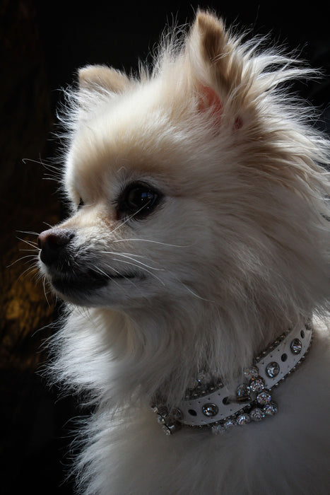 White Rhinestone Dog Collar